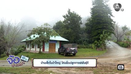 บ้านเล็กในป่าใหญ่ โค่นฝิ่นปลูกกาแฟพันธุ์ดี จ.เชียงใหม่