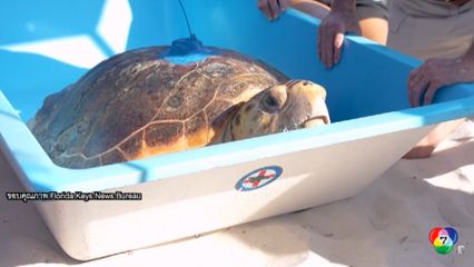 สหรัฐฯ ปล่อยเต่า "มอลลี" คืนสู่ทะเล
