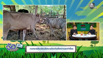 เกษตรกรเดือดร้อนวัวควายป่วยด้วยโรคปากและเท้าเปื่อย