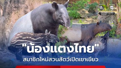 ได้ชื่อแล้ว แตงไทย ลูกสมเสร็จ สมาชิกใหม่สวนสัตว์เปิดเขาเขียว หลังนักท่องเที่ยวร่วมโหวตกว่า 9,000 คน