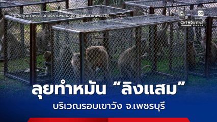ลุยทำหมัน-เคลื่อนย้าย “ลิงแสม” รอบเขาวัง จ.เพชรบุรี แก้ไขปัญหาลิงสร้างความเดือดร้อนให้กับชาวบ้าน