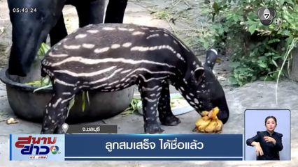 "น้องแตงไทย" ลูกสมเสร็จสวนสัตว์เปิดเขาเขียว ได้ชื่อแล้ว