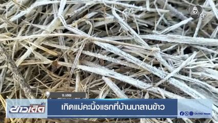 เกิดแม่คะนิ้งแรกที่บ้านนาลานข้าว จ.เลย