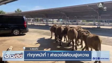 ทำทุกหน้าที่ ! ตำรวจไล่ต้อนฝูงควาย