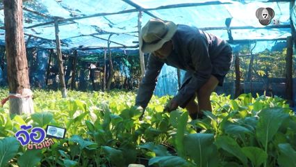 น้ำใจคนไทย ปลูกผักช่วยคนน้ำท่วม