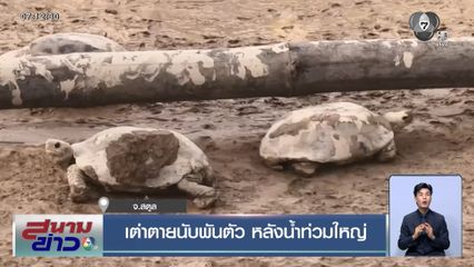 เต่าตายนับพันตัว หลังน้ำท่วมใหญ่ จ.สตูล