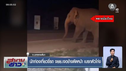 นักท่องเที่ยวขี่รถ จยย.เจอช้างตัดหน้า เบรกตัวโก่ง