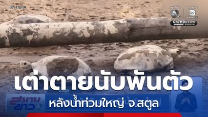 เต่าตายนับพันตัว หลังน้ำท่วมใหญ่ จ.สตูล