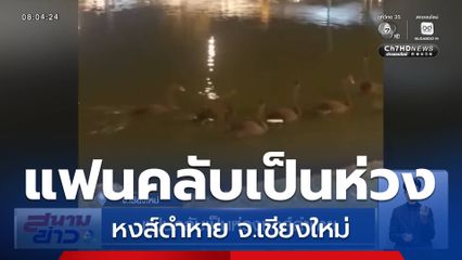 แฟนคลับเป็นห่วงหงส์ดำหาย