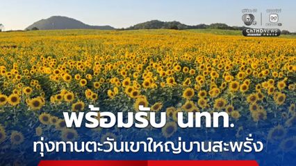 พร้อมรับ นทท. ทุ่งทานตะวันเขาใหญ่บานสะพรั่ง