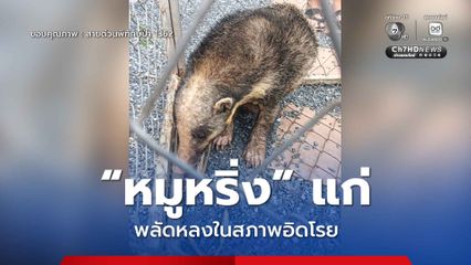 “หมูหริ่ง” แก่ พลัดหลงในสภาพอิดโรย