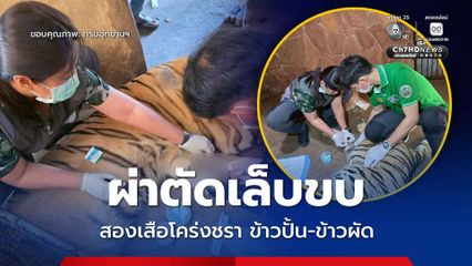 เสือโคร่งชรา 2 ตัว “ข้าวปั้น” และ “ข้าวผัด” ฟื้นตัวแข็งแรงดี หลังทีมสัตวแพทย์ “ผ่าตัดเล็บขบ” ให้ 