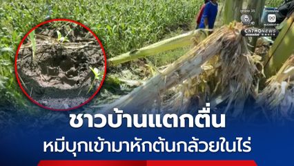 ชาวบ้านแตกตื่น หมีบุกเข้ามาหักต้นกล้วยในไร่