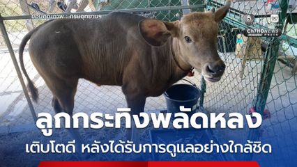 ลูกกระทิงพลัดหลงเติบโตดี น้ำหนักเพิ่มเกือบเท่าตัว หลังได้รับการดูแลอย่างใกล้ชิด