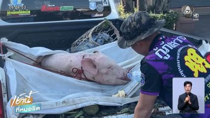 บุญรอด หมูสู้ชีวิตน้ำท่วมหาดใหญ่