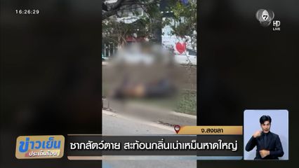 ซากสัตว์ตาย สะท้อนกลิ่นเน่าเหม็นหาดใหญ่