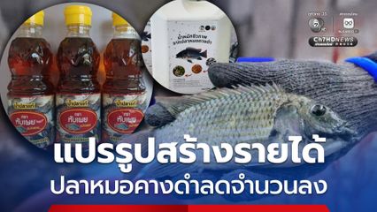 กรมประมงยกโมเดลจัดการเอเลี่ยนสปีชีส์ ปลาหมอคางดำลดจำนวนลง