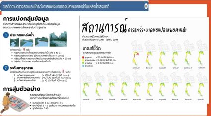 กรมประมงยกโมเดลจัดการเอเลี่ยนสปีชีส์ ปลาหมอคางดำลดจำนวนลง
