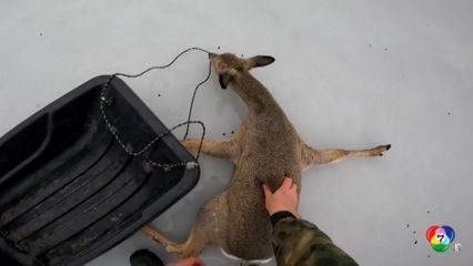 ชาวประมงรุดช่วยกวางติดกลางทะเลสาบน้ำแข็ง ที่รัสเซีย