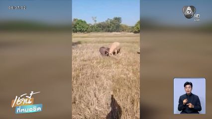 ระทึก ! ควายเผือกขวิดลูกช้างป่า จ.สระแก้ว