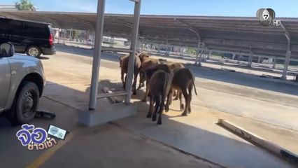 ทำทุกหน้าที่ ! ตำรวจไล่ต้อนฝูงควาย