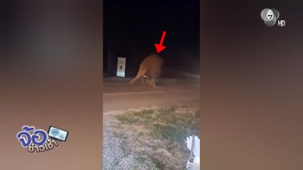 เบรกขากาง ! ข้ามถนนจุดเสี่ยง