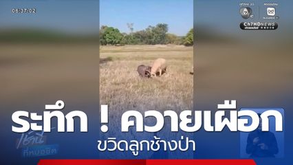 ระทึก ! ควายเผือกขวิดลูกช้างป่า จ.สระแก้ว