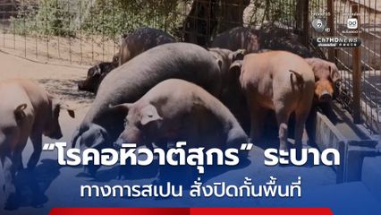 สเปน สั่งปิดกั้นพื้นที่ หลังพบ “โรคอหิวาต์สุกร” ระบาดในหมูป่าใกล้กับเมืองบาร์เซโลนา
