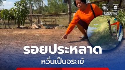 ชาวบ้านแตกตื่น หลังพบรอยประหลาดคล้ายสัตว์เลื้อยคลานขนาดใหญ่ หวั่นเป็นจระเข้