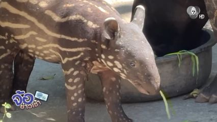 น้องแตงไทย ลูกสมเสร็จสวนสัตว์เปิดเขาเขียว ได้ชื่อแล้ว