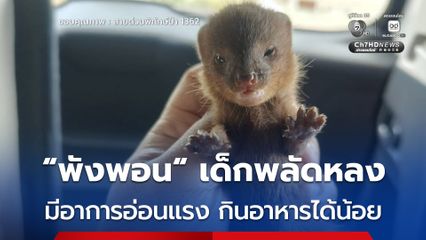 “พังพอน” เด็กพลัดหลง มีอาการอ่อนแรง กินอาหารได้น้อย