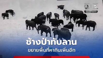 ช้างป่าทับลาน กว่า 140 ตัว ยังออกสร้างความเสียหายรายวัน ล่าสุดขยายพื้นที่วงหากินเพิ่มอีก 1 ตำบล