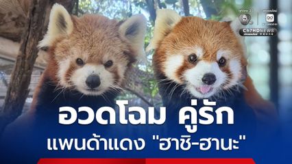 สวนสัตว์เปิดเขาเขียว อวดโฉม "คู่รักแพนด้าแดง ฮาชิ-ฮานะ" ต้อนรับวันพ่อ เด็กเข้าชมฟรี 5 ธ.ค.นี้ 