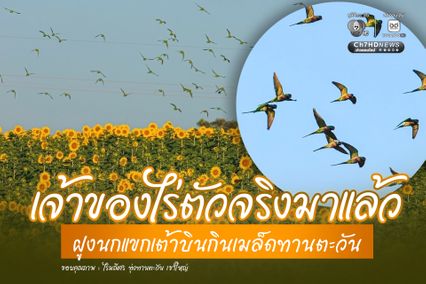 เจ้าของไร่ตัวจริงมาแล้ว ฝูงนกแขกเต้าบินกินเมล็ดทานตะวัน