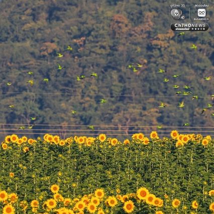 เจ้าของไร่ตัวจริงมาแล้ว ฝูงนกแขกเต้าบินกินเมล็ดทานตะวัน