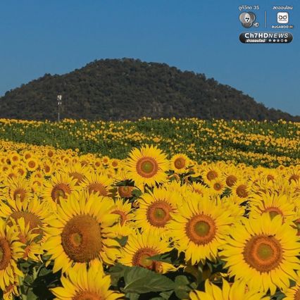 เจ้าของไร่ตัวจริงมาแล้ว ฝูงนกแขกเต้าบินกินเมล็ดทานตะวัน