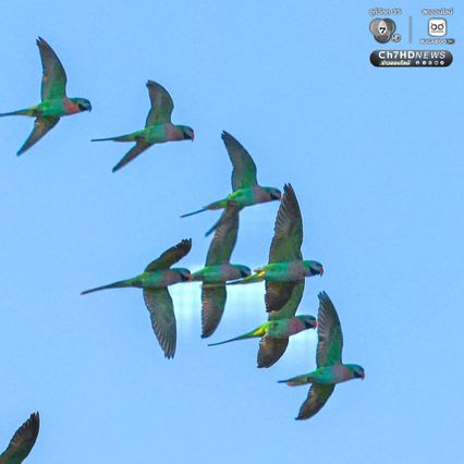 เจ้าของไร่ตัวจริงมาแล้ว ฝูงนกแขกเต้าบินกินเมล็ดทานตะวัน