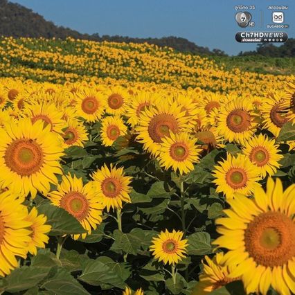 เจ้าของไร่ตัวจริงมาแล้ว ฝูงนกแขกเต้าบินกินเมล็ดทานตะวัน