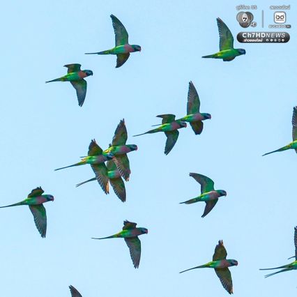 เจ้าของไร่ตัวจริงมาแล้ว ฝูงนกแขกเต้าบินกินเมล็ดทานตะวัน