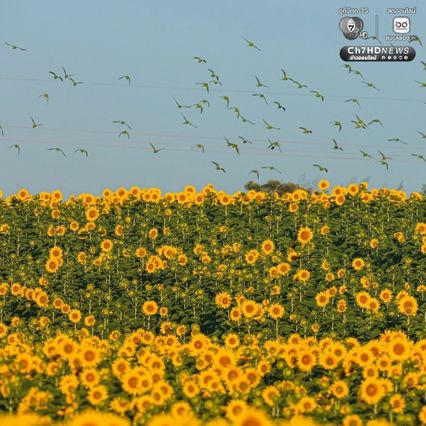 เจ้าของไร่ตัวจริงมาแล้ว ฝูงนกแขกเต้าบินกินเมล็ดทานตะวัน