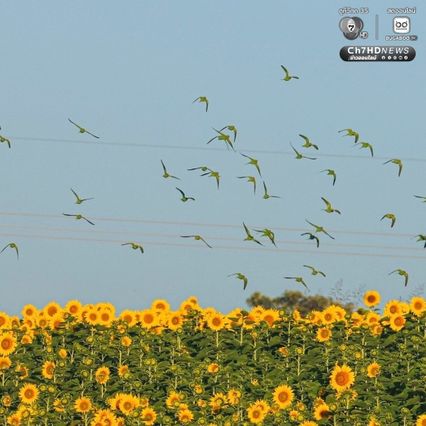 เจ้าของไร่ตัวจริงมาแล้ว ฝูงนกแขกเต้าบินกินเมล็ดทานตะวัน