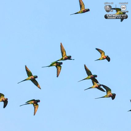 เจ้าของไร่ตัวจริงมาแล้ว ฝูงนกแขกเต้าบินกินเมล็ดทานตะวัน