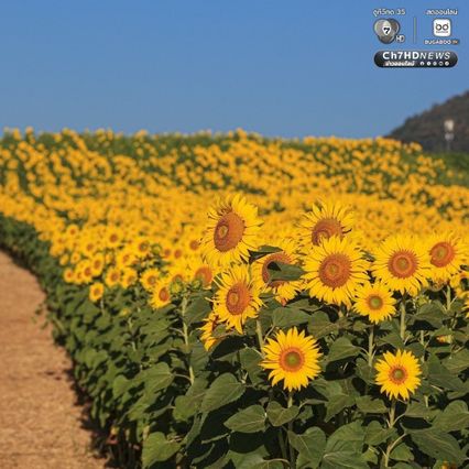 เจ้าของไร่ตัวจริงมาแล้ว ฝูงนกแขกเต้าบินกินเมล็ดทานตะวัน