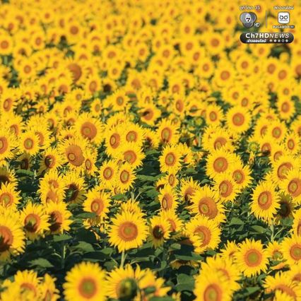 เจ้าของไร่ตัวจริงมาแล้ว ฝูงนกแขกเต้าบินกินเมล็ดทานตะวัน