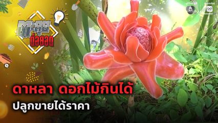ตะลุยต่อยอด : ดาหลา ดอกไม้กินได้ ปลูกขายได้ราคา