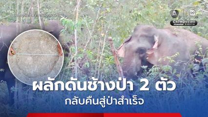 เจ้าหน้าที่ ขสป. บุณฑริก-ยอดมน ผลักดันช้างป่า 2 ตัว กลับคืนสู่ป่าสำเร็จ หลังเข้าสวนยางพาราราษฎร
