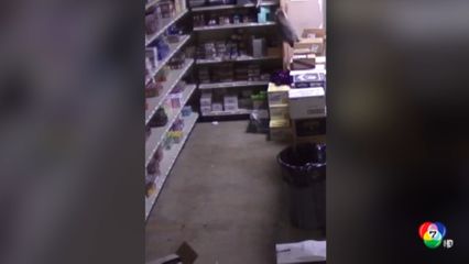 แรคคูนย่องเข้าร้านขายแอลกอฮอล์ ก่อนเมาหลับ