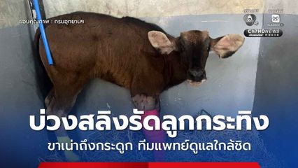 บ่วงสลิงรัดลูกกระทิงเขาใหญ่ ขาเน่าถึงกระดูก ทีมแพทย์ระดมช่วยชีวิตพร้อมดูแลอย่างใกล้ชิด