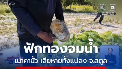 ฟักทองจมน้ำ เน่าคาขั้ว จ.สตูล