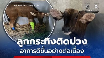 ลูกกระทิงติดบ่วง อาการดีขึ้นอย่างต่อเนื่องและน่าพอใจ